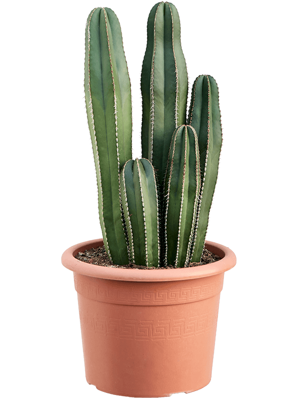 Easy-Care Organ Pipe Cactus Marginatocereus marginatus Indoor House Plants