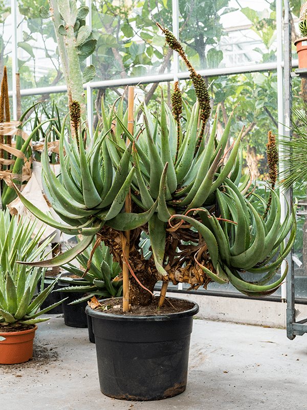 Aloe castanea