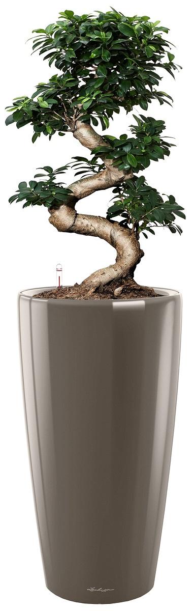 Ficus Microcarpa Giant in LECHUZA RONDO Self-watering Planter, Total Height 160 cm