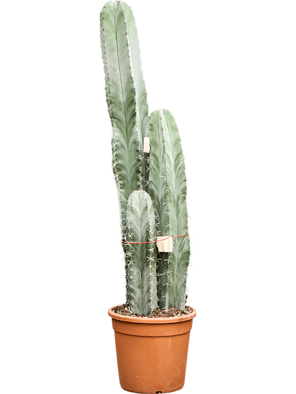 Easy-Care Gray Ghost Cactus Stenocereus pruinosus Indoor House Plants