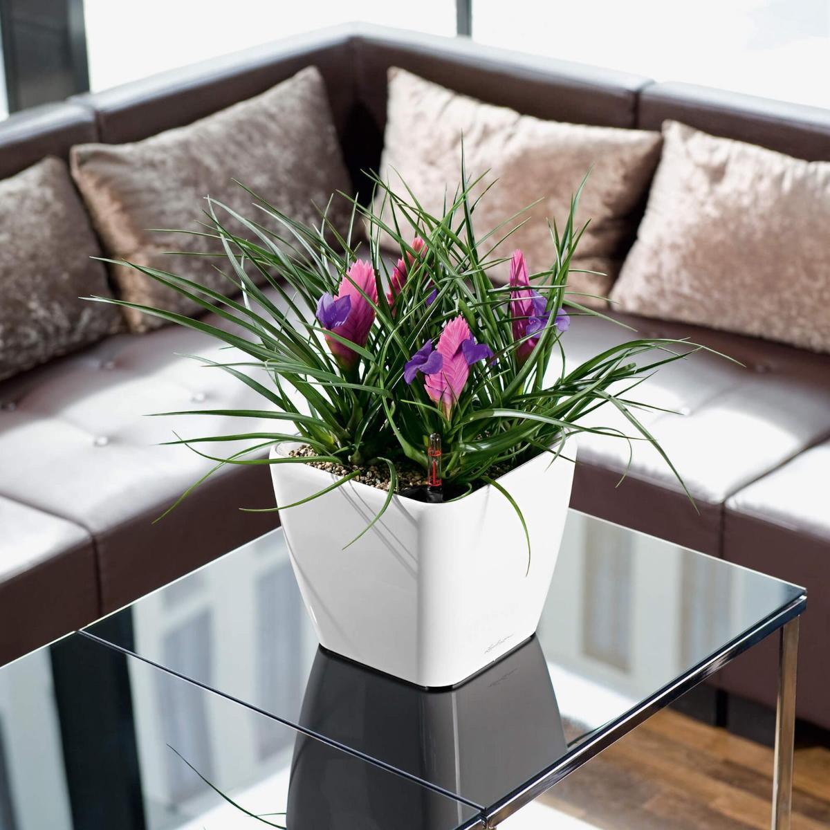 LECHUZA Quadro LS Square Poly Resin Self-watering Planter