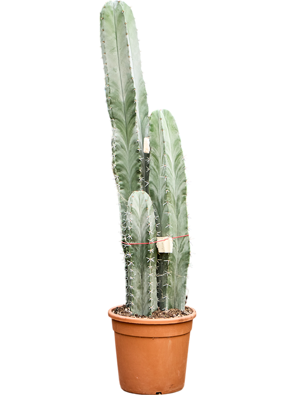 Easy-Care Gray Ghost Cactus Stenocereus pruinosus Indoor House Plants