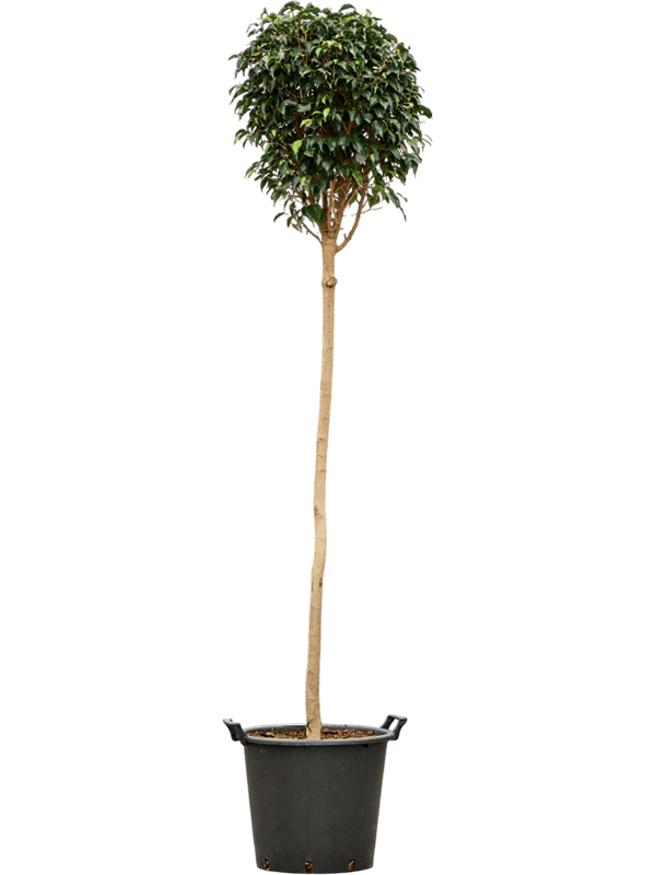 Lush Weeping Fig Ficus benjamina 'Danielle' Indoor House Plants