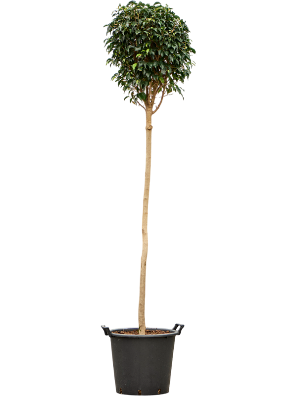 Lush Weeping Fig Ficus benjamina 'Danielle' Indoor House Plants
