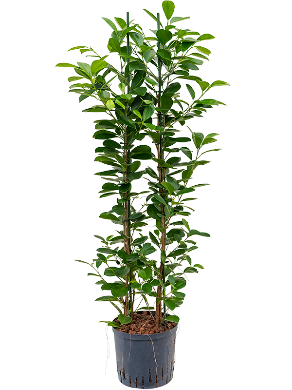 Lush Chinese Banyan Ficus microcarpa 'Moclame' Indoor House Plants