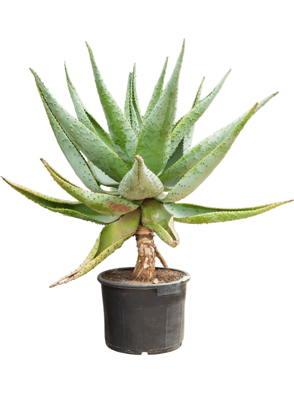 Majestic Mountain Aloe marlothii