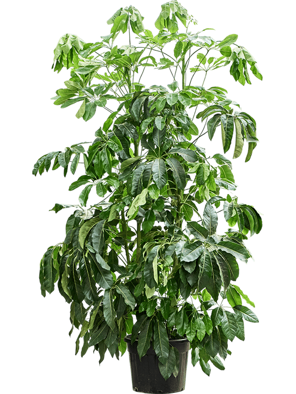 Cheerful Umbrella Tree Schefflera actinophylla 'Amate' Indoor House Plants