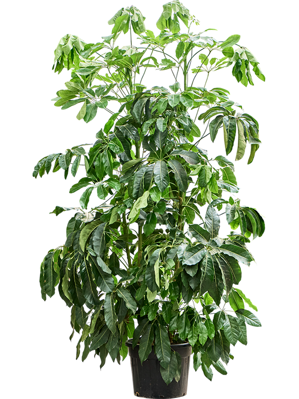 Cheerful Umbrella Tree Schefflera actinophylla 'Amate' Indoor House Plants