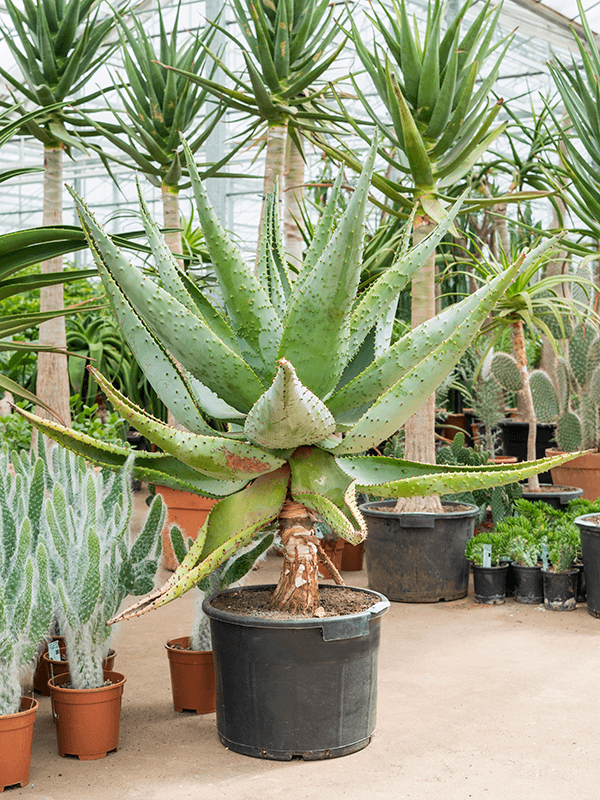 Majestic Mountain Aloe marlothii