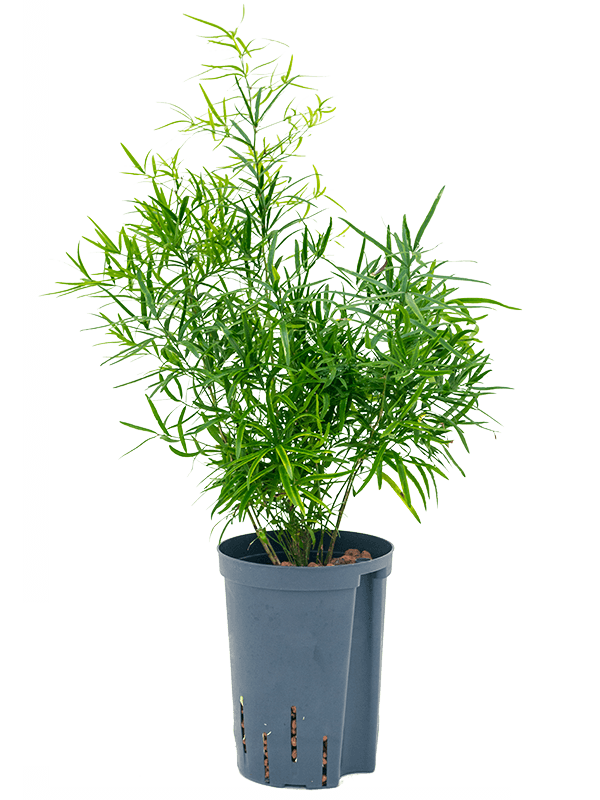 Lush Sicklethorn Asparagus falcatus Indoor House Plants