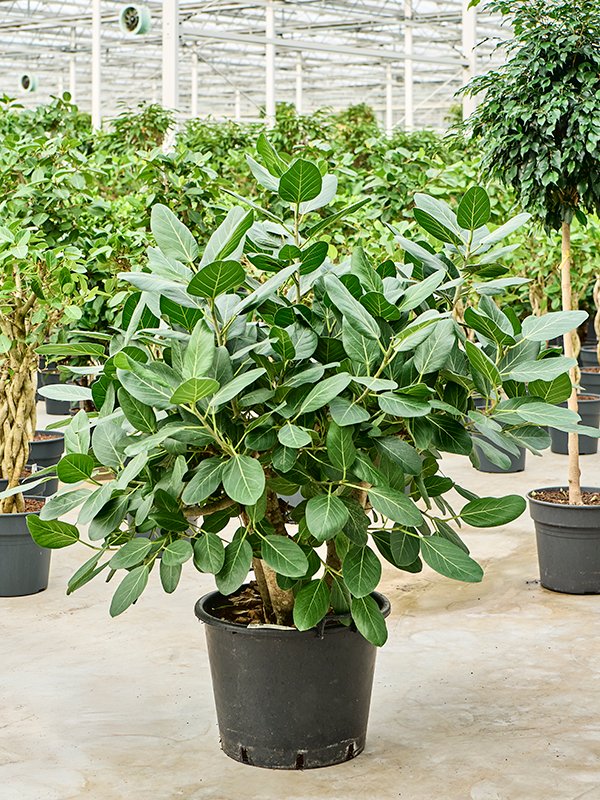 Lush Banyan Fig Ficus benghalensis (400-450) Tall Indoor House Plants Trees
