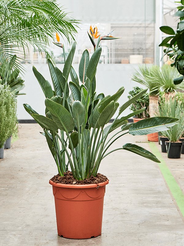 Tropical Bird of Paradise White Strelitzia reginae Indoor House Plants  (110-120) W65 H(100-120) cm, Potsize D40 cm