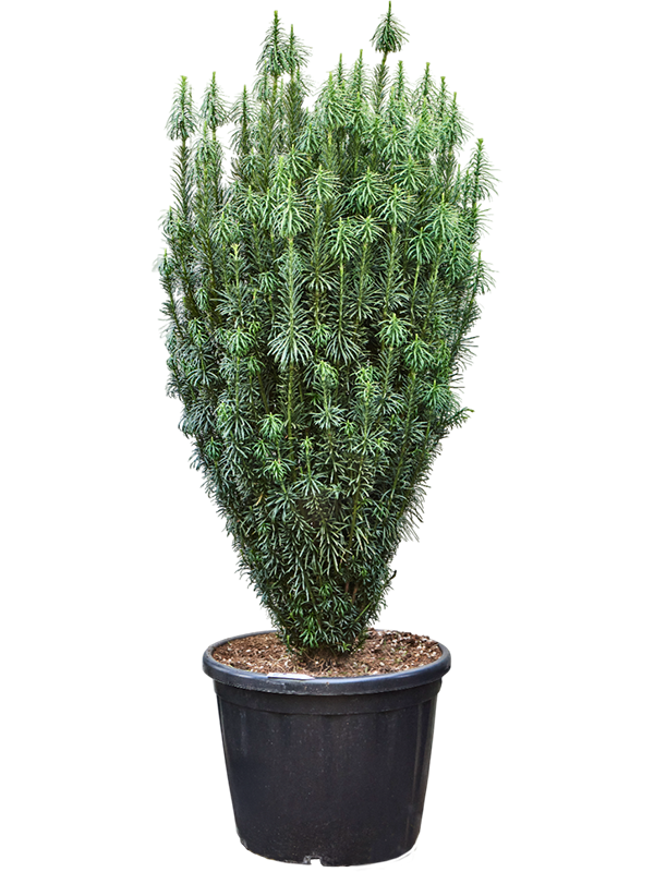 Lush Plum Yew Cephalotaxus harringtonii 'Fastigiata' Outdoor Plants