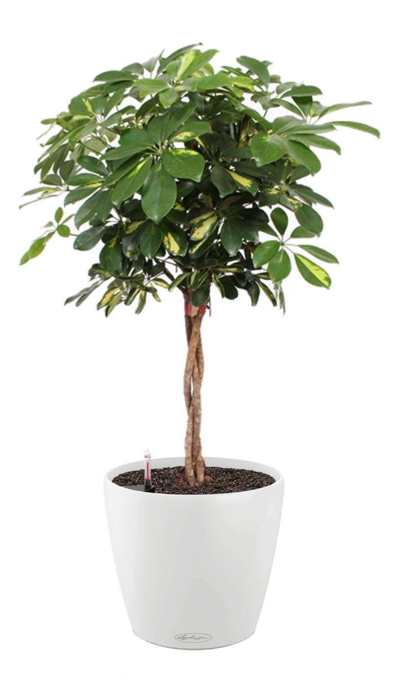 Schefflera Arboricola Gold Capella in LECHUZA CLASSICO Color Self-watering Planter, Total Height 140