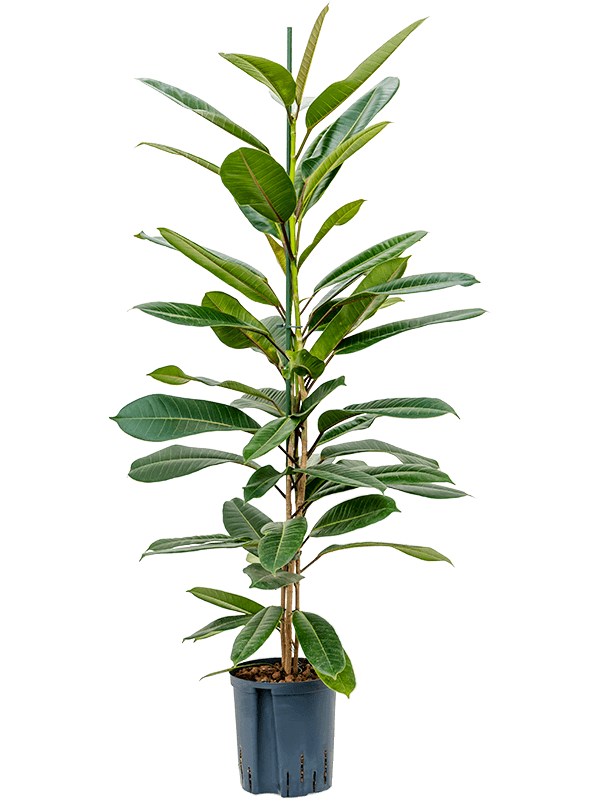Lush Treasure Tree Ficus americana 'Tresor' Fig Tree Indoor House Plants