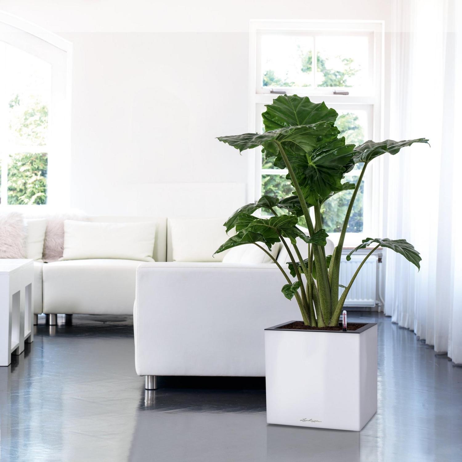 LECHUZA CANTO Low Square Poly Resin Self-watering Planter
