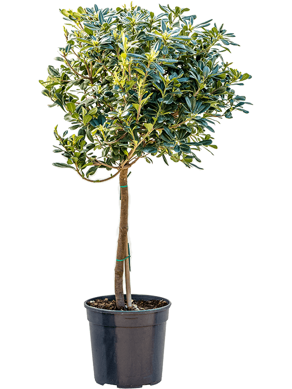 Easy-Care Japanese Mock Orange Pittosporum tobira (120-140) Tall Indoor House Plants Trees
