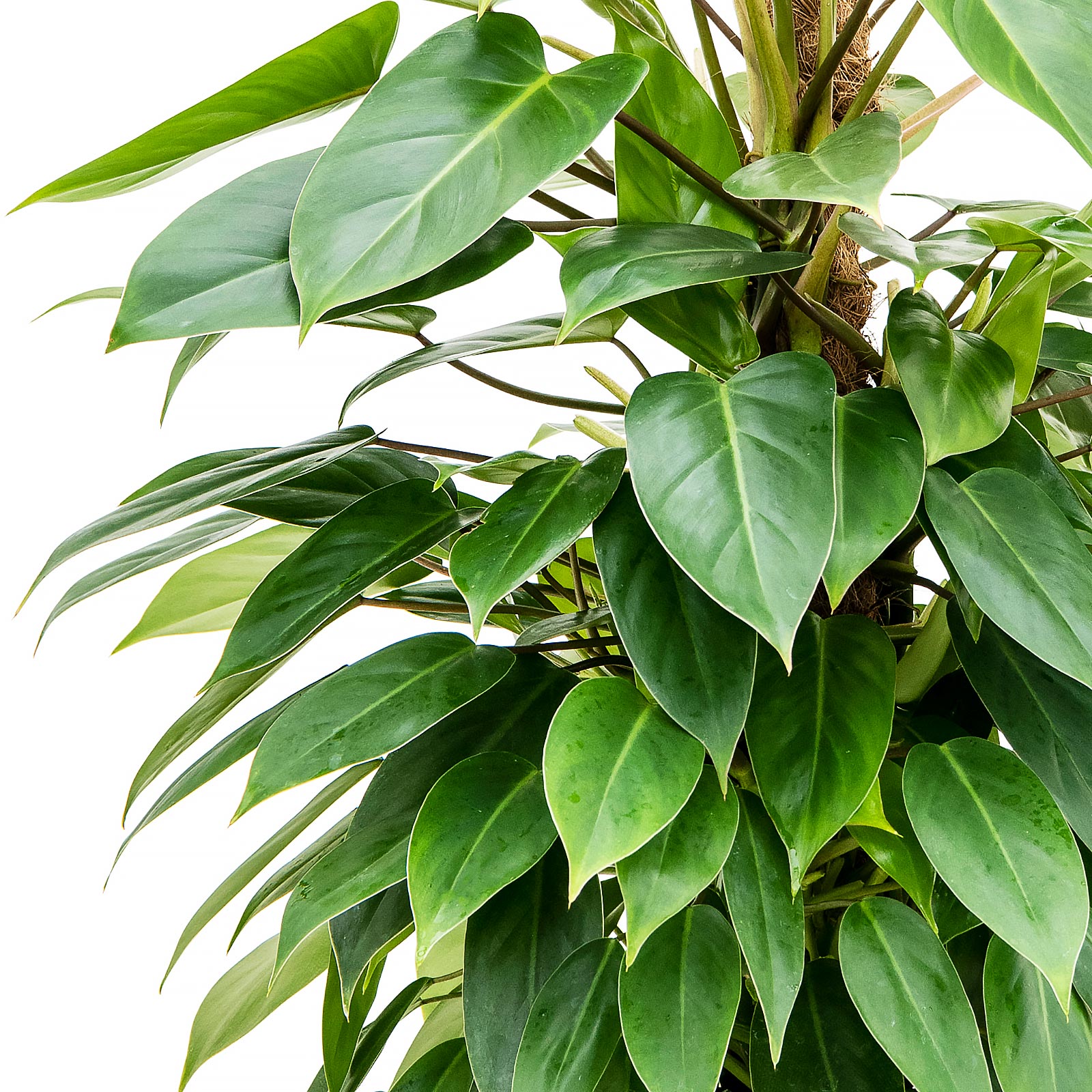 Lush Heart-Leaf Philodendron 'Minii' Indoor House Plants