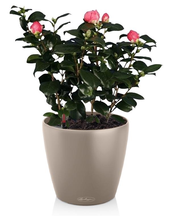 Blooming Camellia in LECHUZA CLASSICO Color Self-watering Planter, Total Height 60 cm