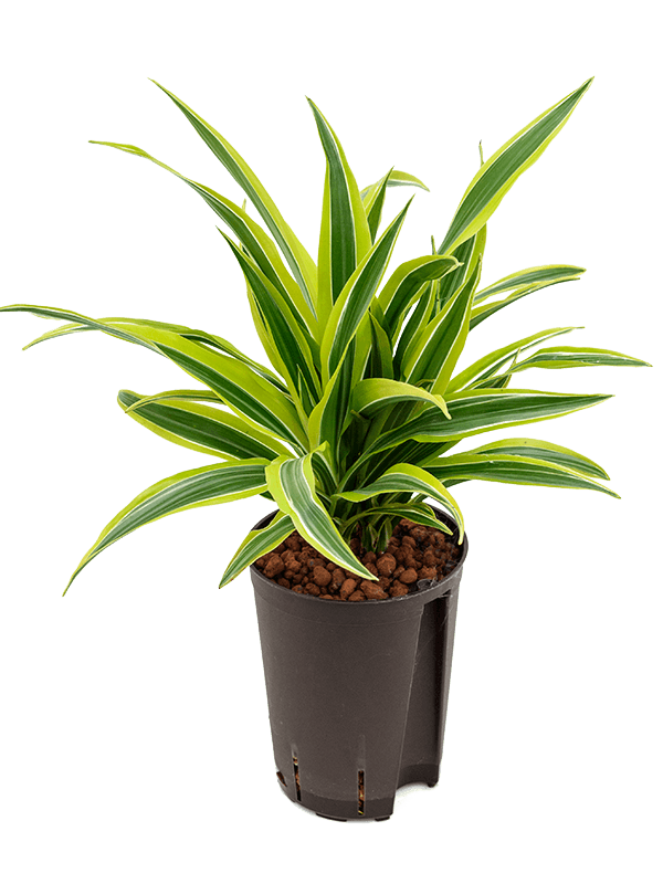 Colorful Corn Plant Dracaena fragrans 'Lemon Lime' Tall Indoor House Plants Trees