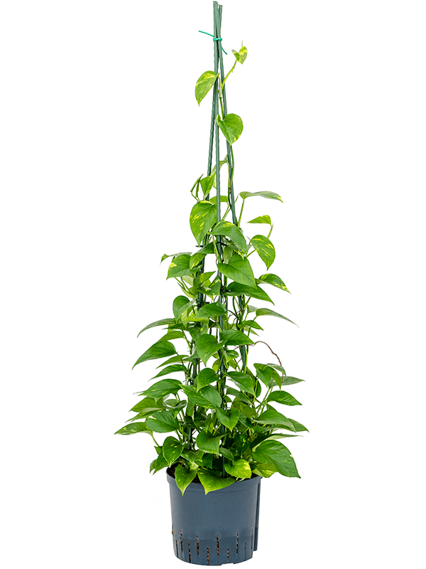 Shade-loving Pothos Scindapsus (Epipremnum) 'Aureum' Indoor House Plants