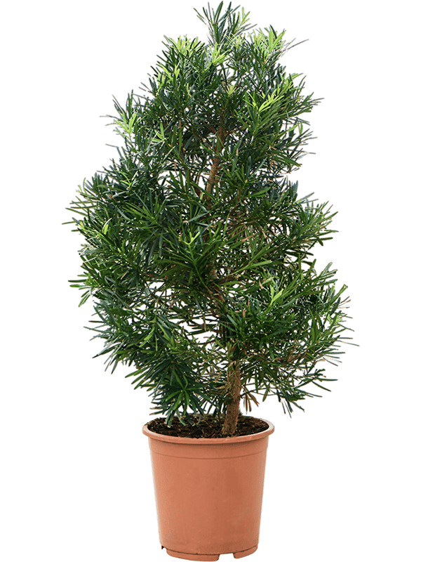 Lush Kusamaki Podocarpus macrophyllus Indoor House Plants