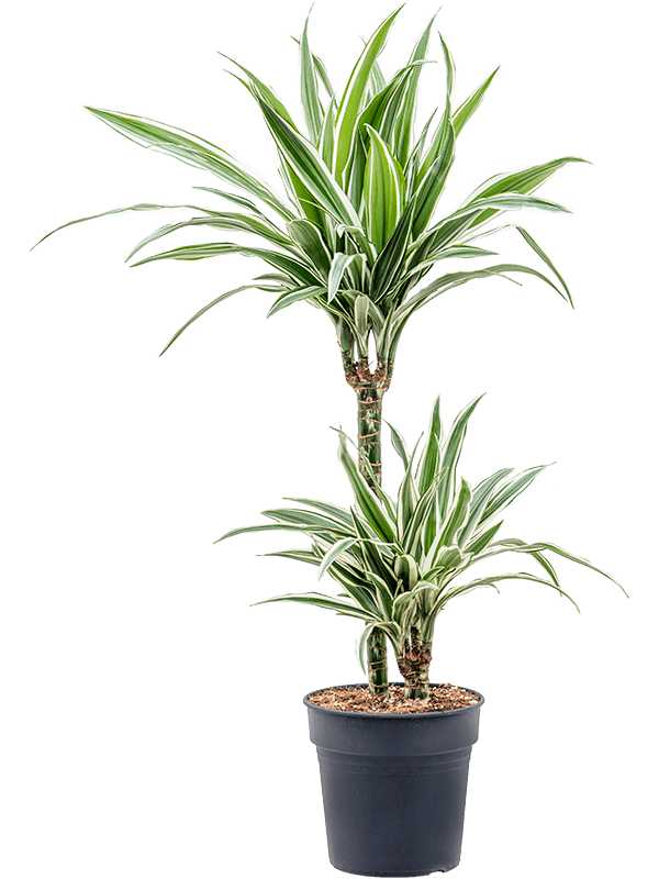 Easy-Care Corn Plant Dracaena fragrans 'White Stripe' Tall Indoor House Plants Trees