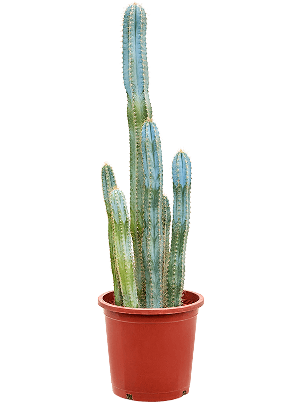 Easy-Care Blue Columnar Cactus Pilosocereus azureus (70-110) Indoor House Plants