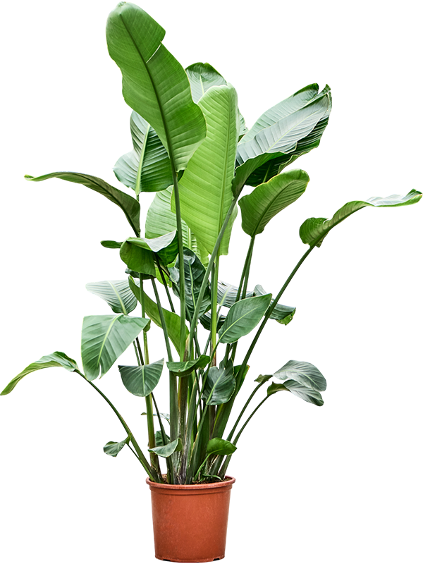 Tropical Bird of Paradise Strelitzia nicolai Indoor House Plants