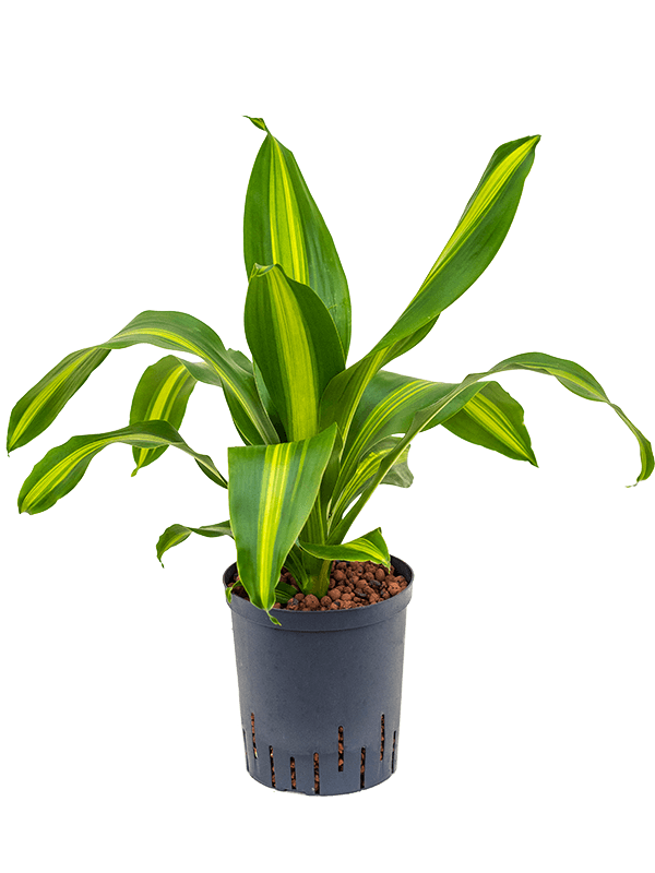 Trendy Corn Plant Dracaena fragrans 'Burley' Tall Indoor House Plants Trees