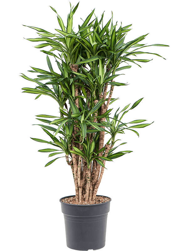 Easy-Care Corn Plant Dracaena fragrans 'Riki' Tall Indoor House Plants Trees