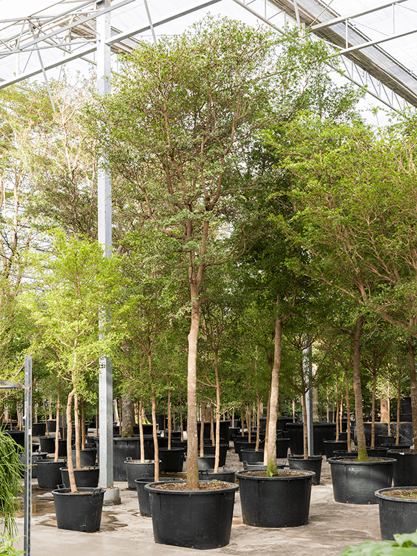 Tropical Black Olive Tree Bucida buceras 'Shady Lady' (800-900)
