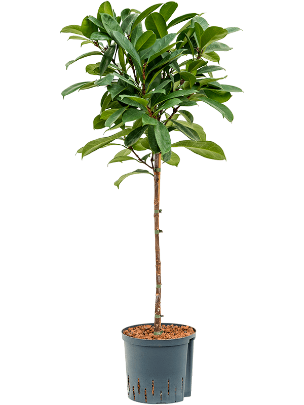 Lush African Fig Ficus cyathistipula Indoor House Plants