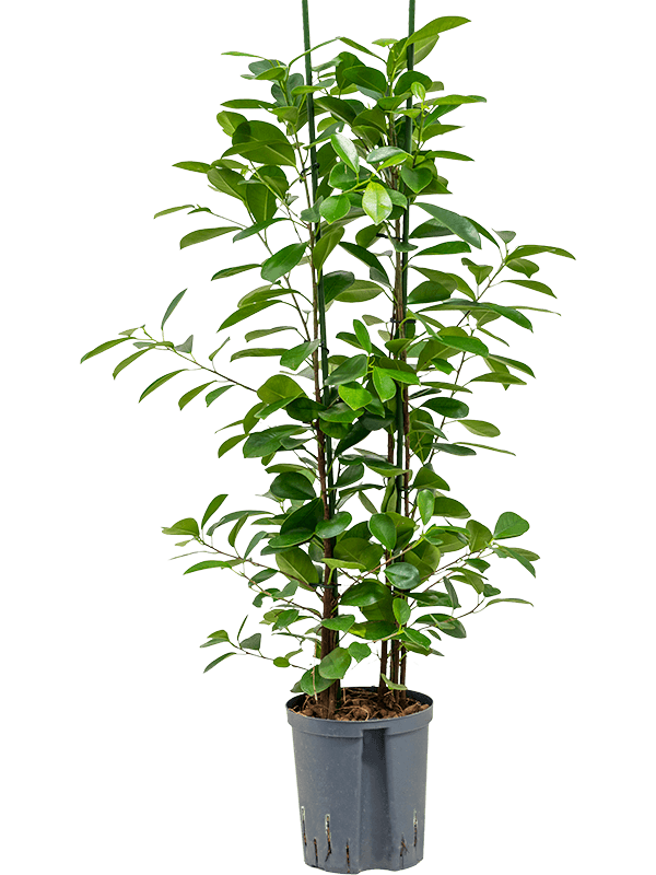 Lush Chinese Banyan Ficus microcarpa 'Moclame' Indoor House Plants