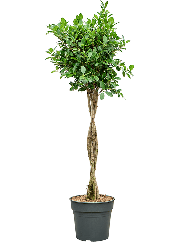Lush Weeping Fig Ficus microcarpa ‘Nitida’ Tall Indoor House Plants Trees