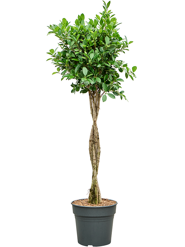 Lush Weeping Fig Ficus microcarpa ‘Nitida’ Tall Indoor House Plants Trees