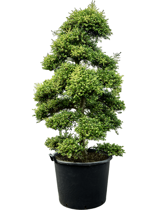 Ilex crenata 'Kinme' (210-230cm)
