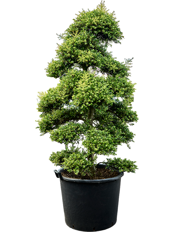 Ilex crenata 'Kinme' (210-230cm)