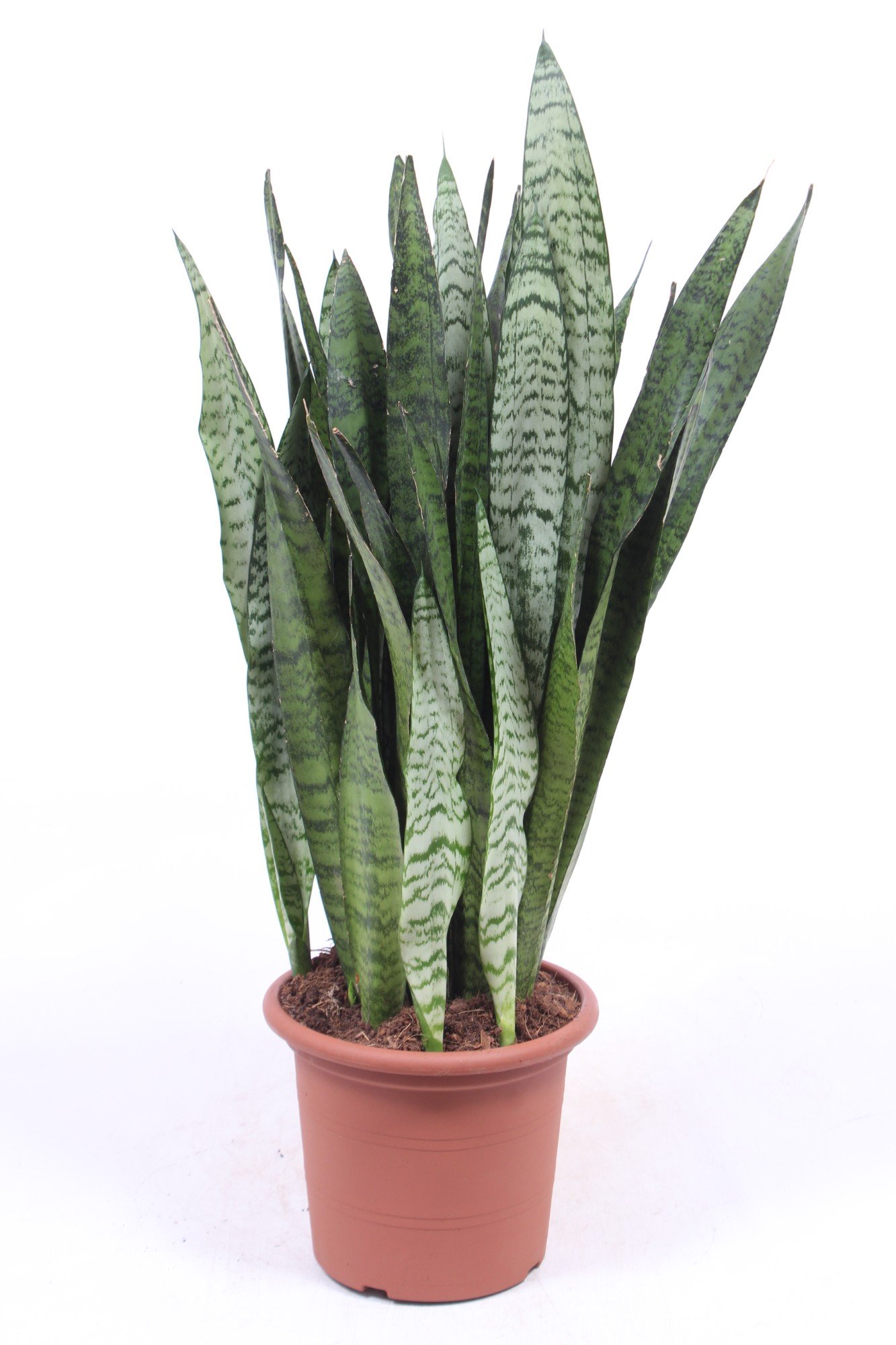 Elegant Snake Plant Sansevieria zeylanica Indoor House Plants