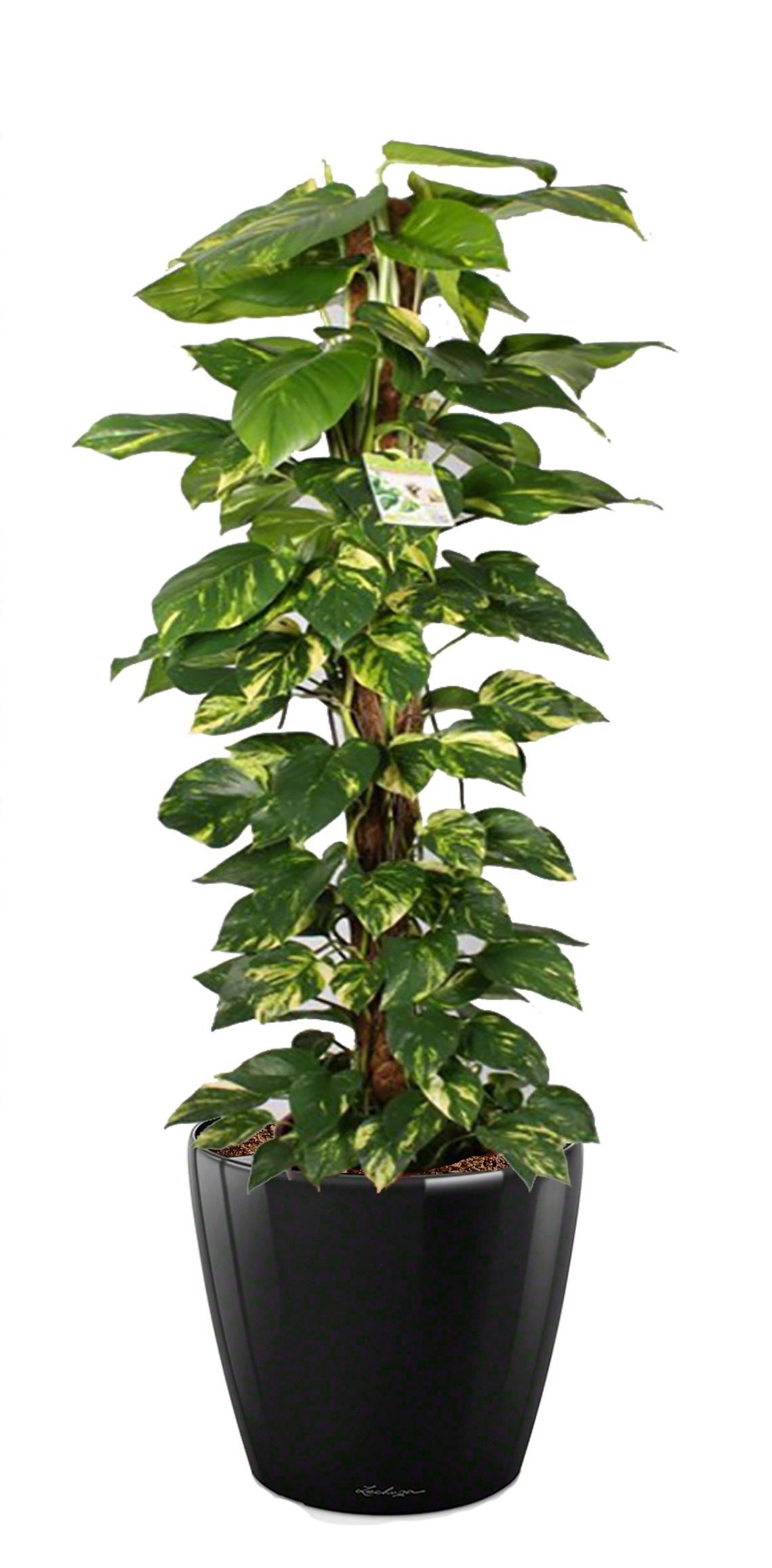 Easy-Care Fern Epipremnum aureum Golden Pothos in LECHUZA CLASSICO LS Self-watering Planter, Total Height 160 cm Indoor House Plants