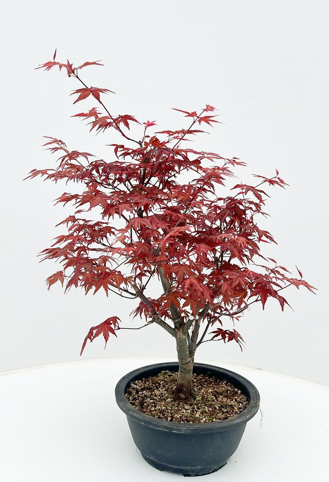 Acer palmatum 'Deshojo'