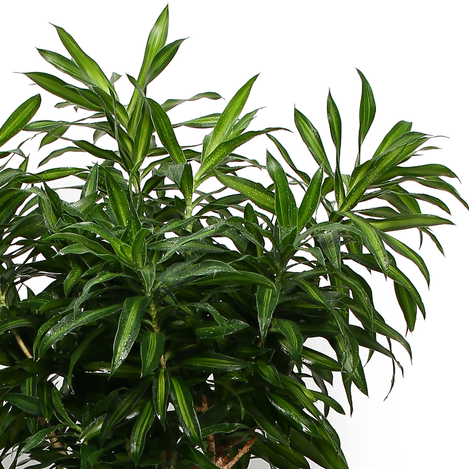 Fabulous Pleomele (Dracaena) reflexa 'Song of Jamaica' Tall Indoor House Plants Trees
