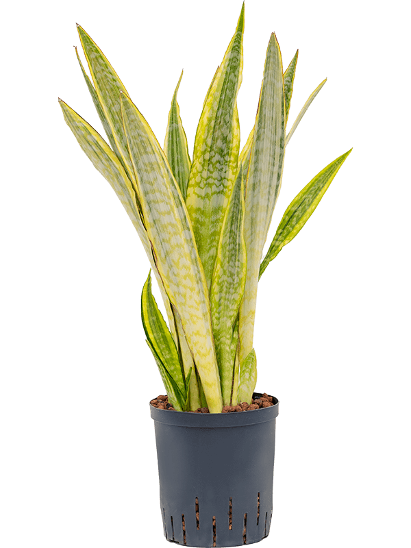 Colorful Snake Plant Sansevieria trifasciata 'Lauren' Indoor House Plants