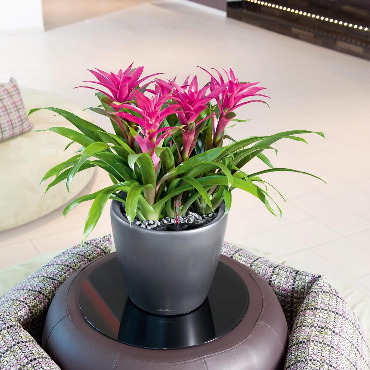 LECHUZA CLASSICO LS Round Poly Resin Self-watering Planter
