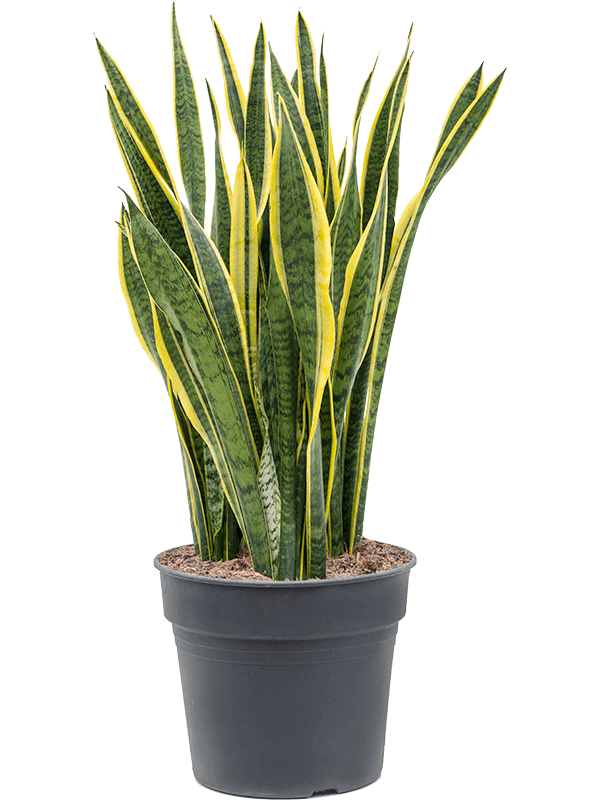 Elegant Snake Plant Sansevieria trifasciata 'Laurentii' Indoor House Plants