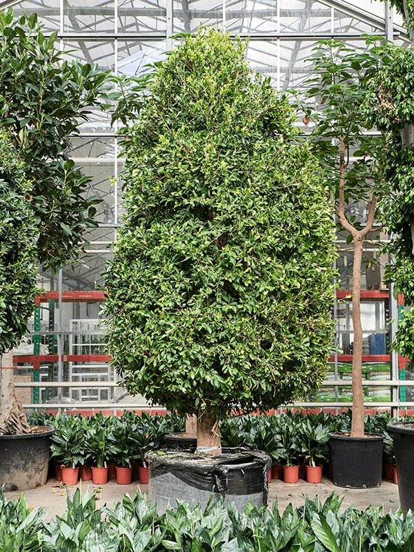 Lush Weeping Fig Ficus microcarpa ‘Nitida’ Tall Indoor House Plants Trees