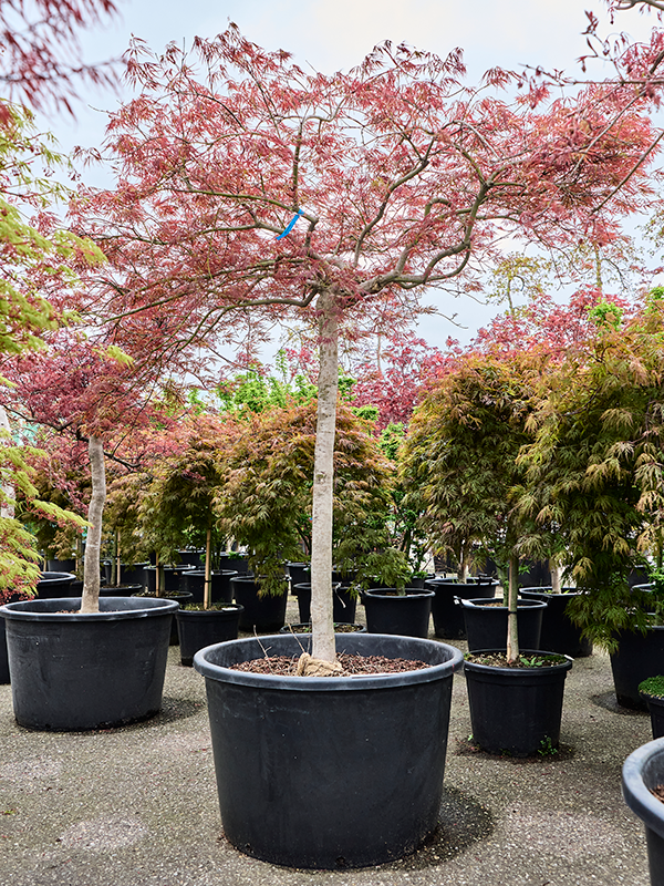 Acer pal. diss 'Ornatum'