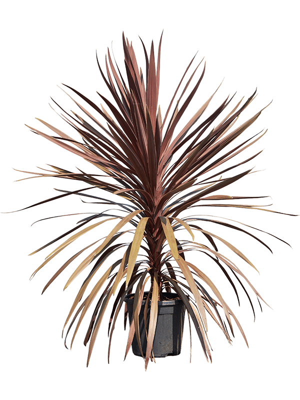 Photogenic Ti Plant Cordyline australis 'Red Star' Indoor House Plants