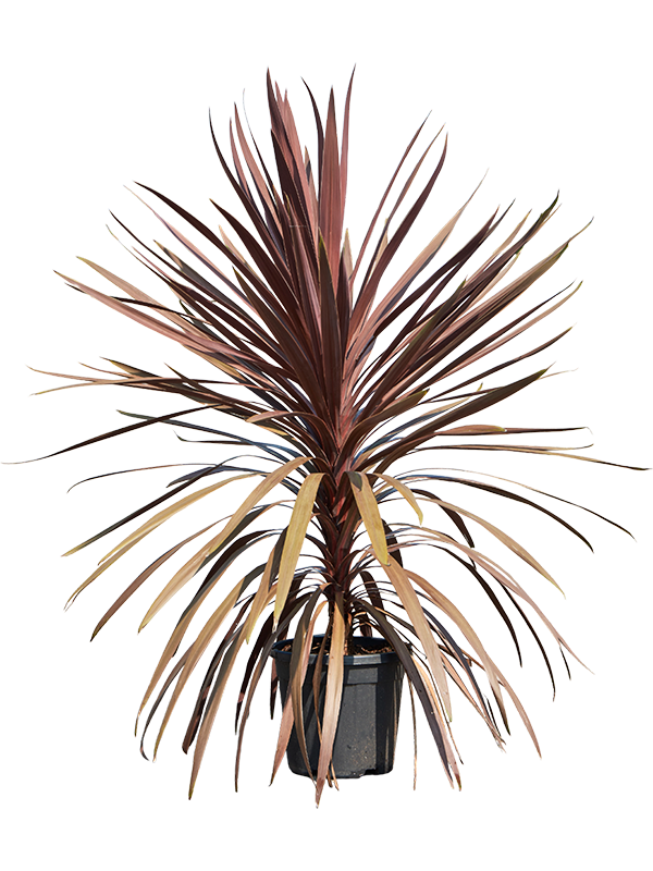 Photogenic Ti Plant Cordyline australis 'Red Star' Indoor House Plants