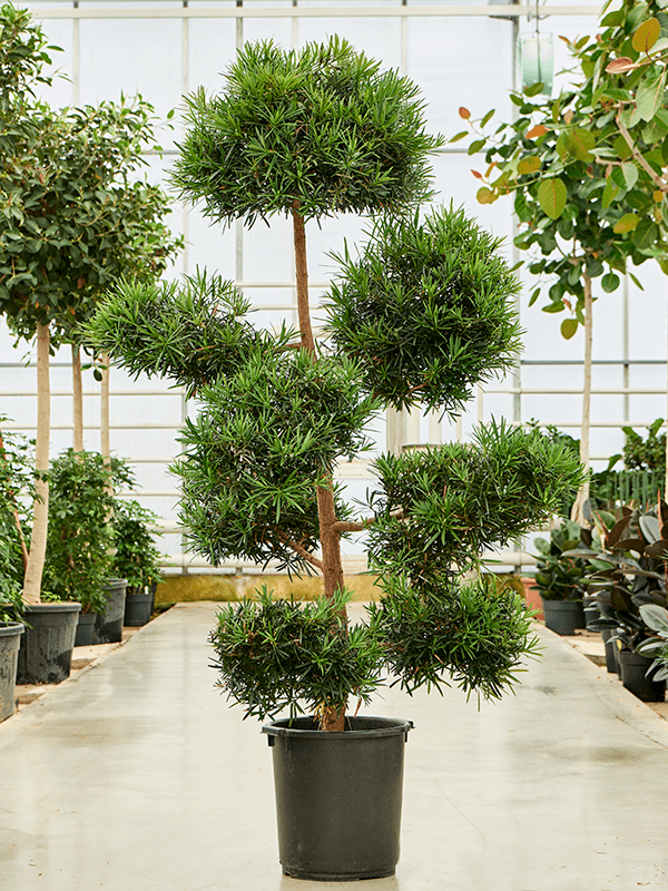 Lush Kusamaki Podocarpus macrophyllus Indoor House Plants